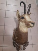 CHAMOIS Forêt noir. Taxidermie