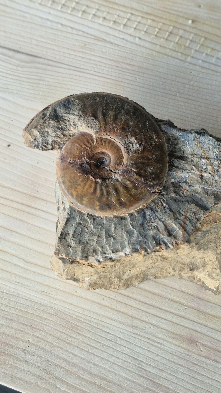 Fossilien: Ammonit Baselland Kilchberg – Gebraucht aus Niederhasli von rehauge01 3