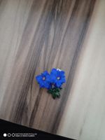 Anstecker Enzian