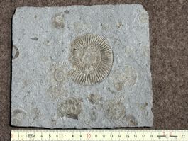 Fossilplatte mit Ammoniten und anderen Versteinerungen gut e