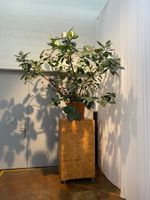 Wunderschöner Gummibaum XXL