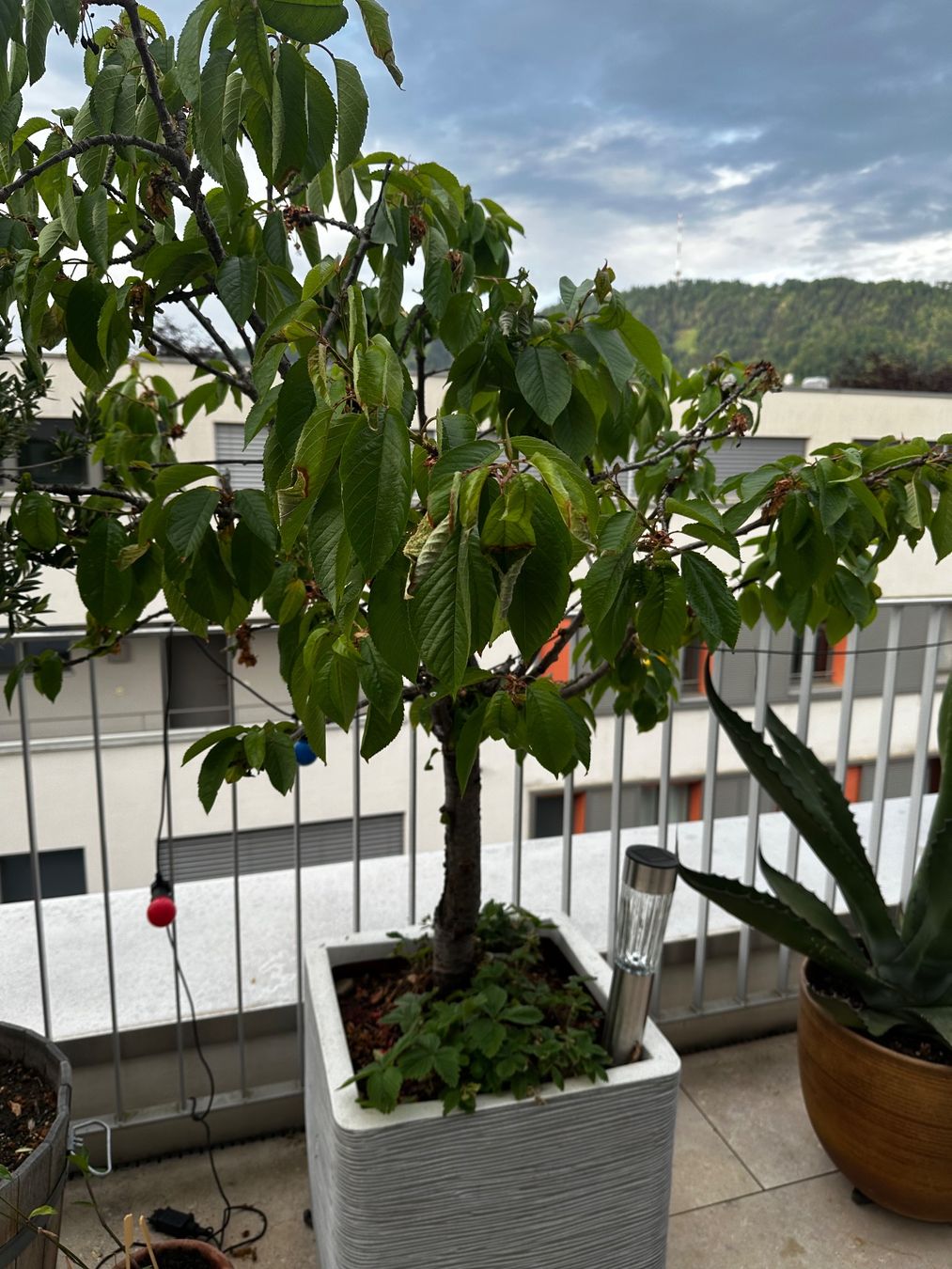 Piante & sementi: Kirschbaum im Topf – Usato da Zürich venduto da karsumpel11 2
