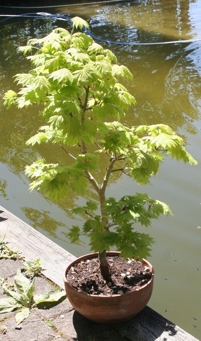 Piante & sementi: BONSAI  -  Goldahorn – Usato da Gretzenbach venduto da Sikim 3
