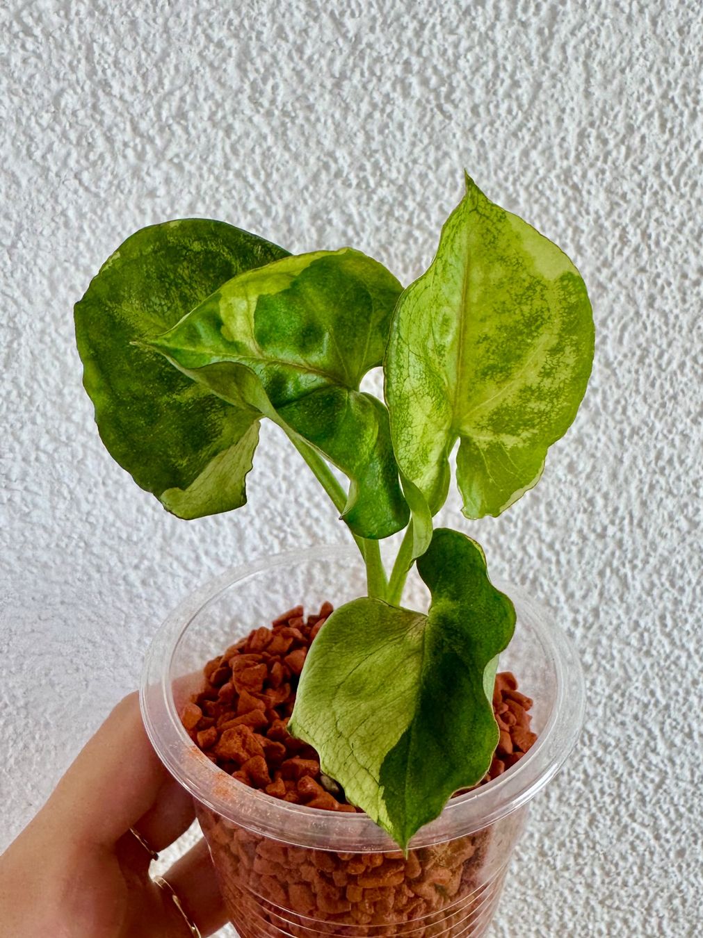Pflanzen & Samen: Syngonium T24 🌿 – Neu (gemäss Beschreibung) aus Bülach von Bloom_Witch