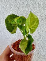 Syngonium T24 🌿