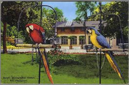 1934, BASEL, ZOOL. GARTEN, ARA - PAPAGAIEN