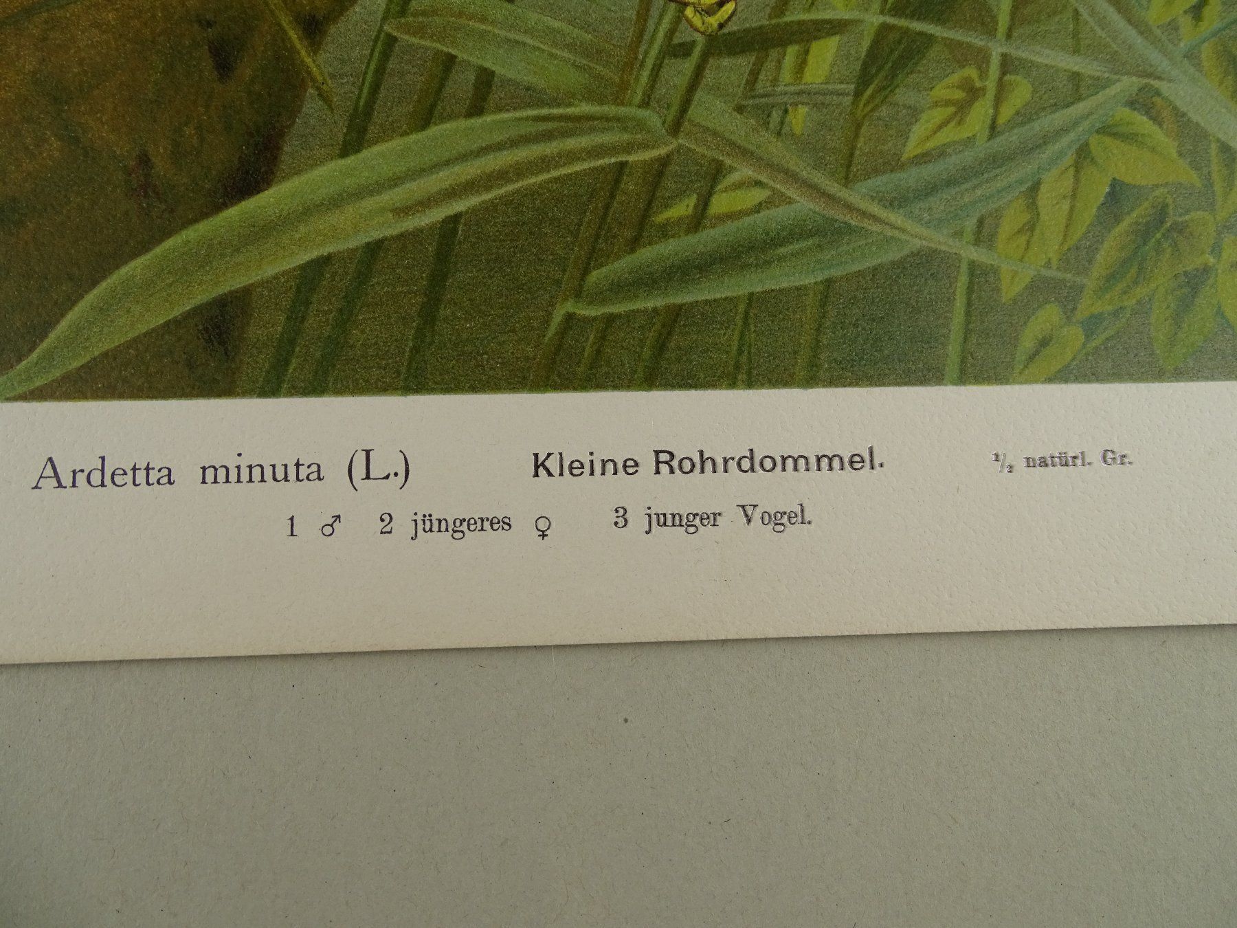 Incisioni: KL. ROHRDOMMEL, CHROMOLITHOGRAPHIE 1900 – Usato da Grüningen venduto da Kartensammler 5