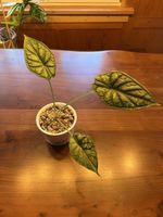 Alocasia Dragonscale Variegata