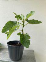 Gourmet feigenpflanzen - Black Madeira
