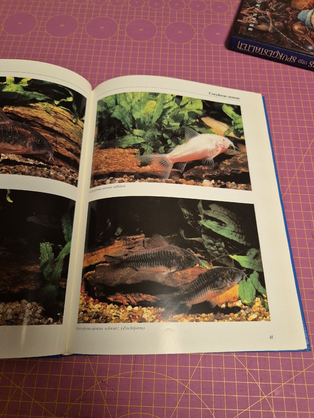 Bücher: Buch Corydoras Panzerwelse Aquaristik – Gebraucht aus Wynigen von La_Talpa 4
