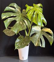Monstera deliciosa 'Thai Constellation' in Semihydro