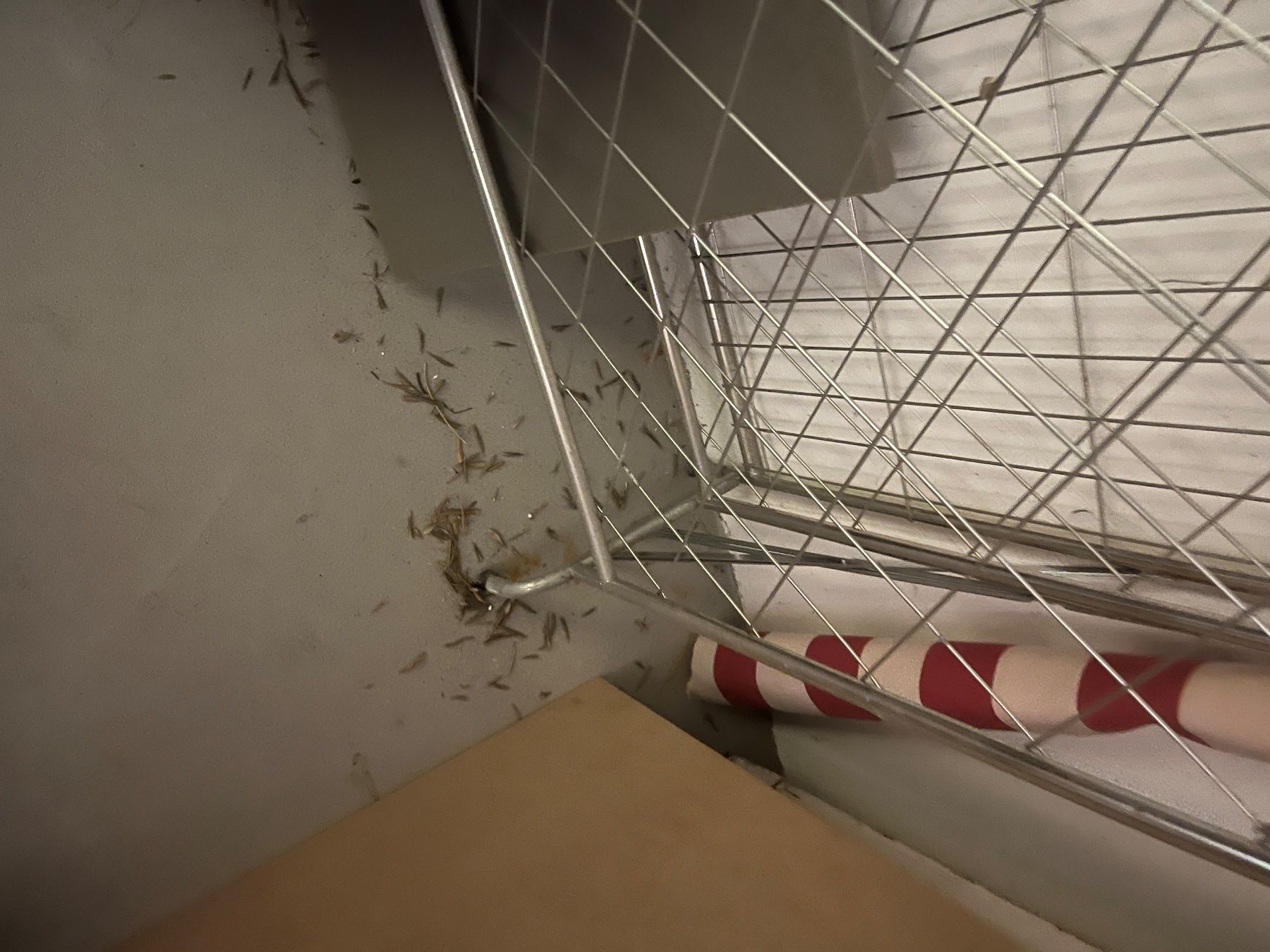 Scaffali: Metallgitter Regal mit Rollen gebraucht – Usato da Dietikon venduto da Kanagana 1