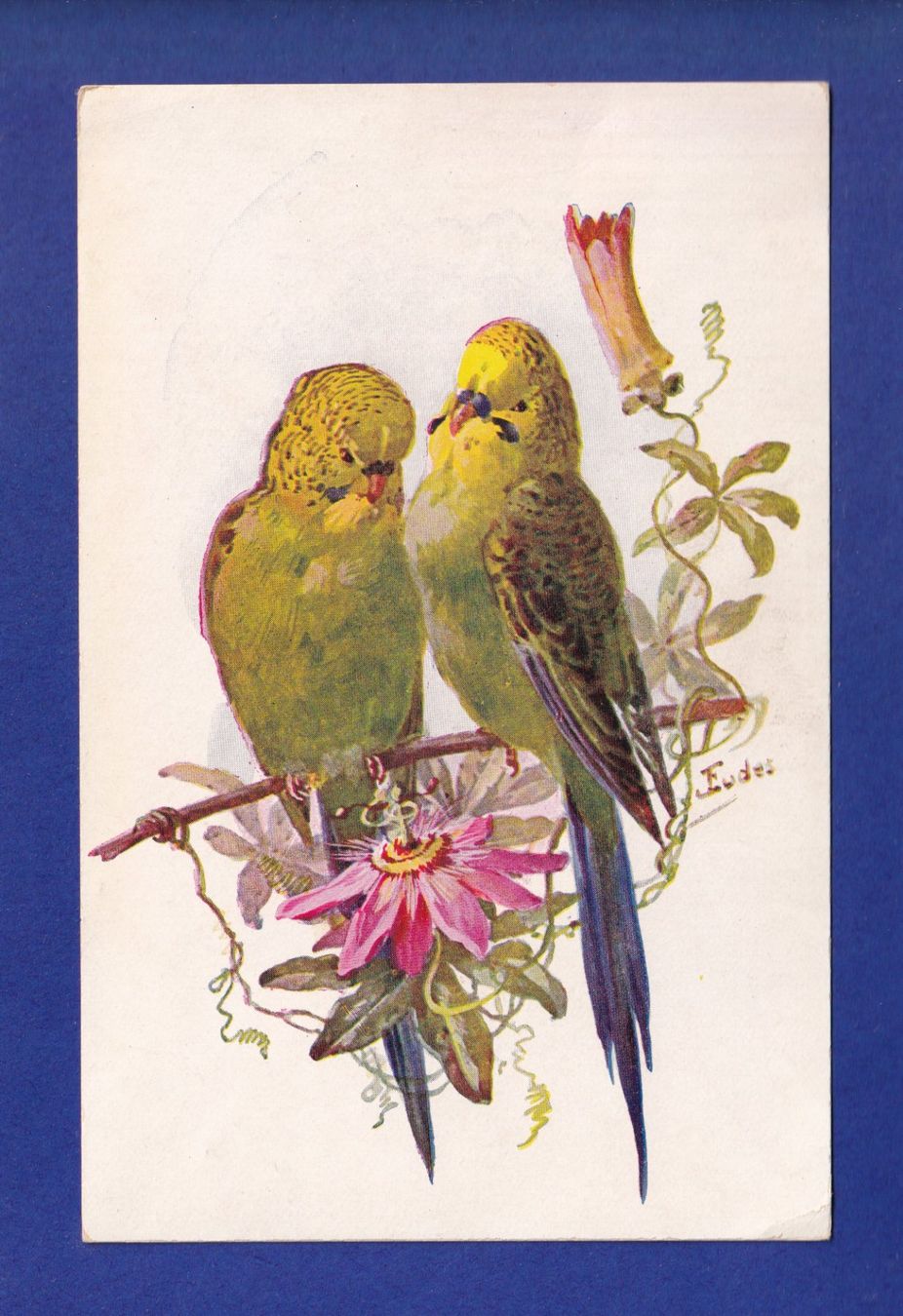 Cartes postales: OISEAU - Perruches – D'occasion à Pully par nicecards-shop