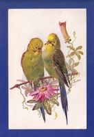 OISEAU - Perruches