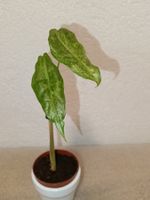 Alocasia Black Satun Stardust
