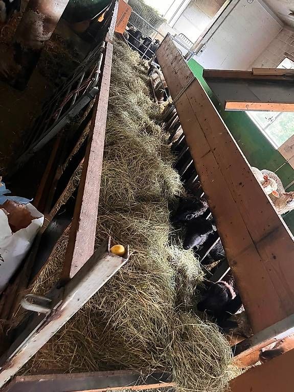 Nourriture: Futtertisch für Schafe – D'occasion à Richenthal par vonsengeralexander 2