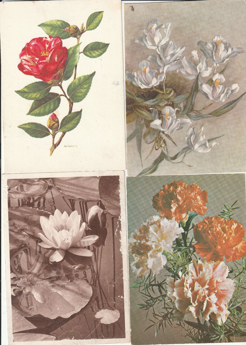 Cartoline postali: 40 Blumenkarten – Usato da Lumbrein venduto da made02 3
