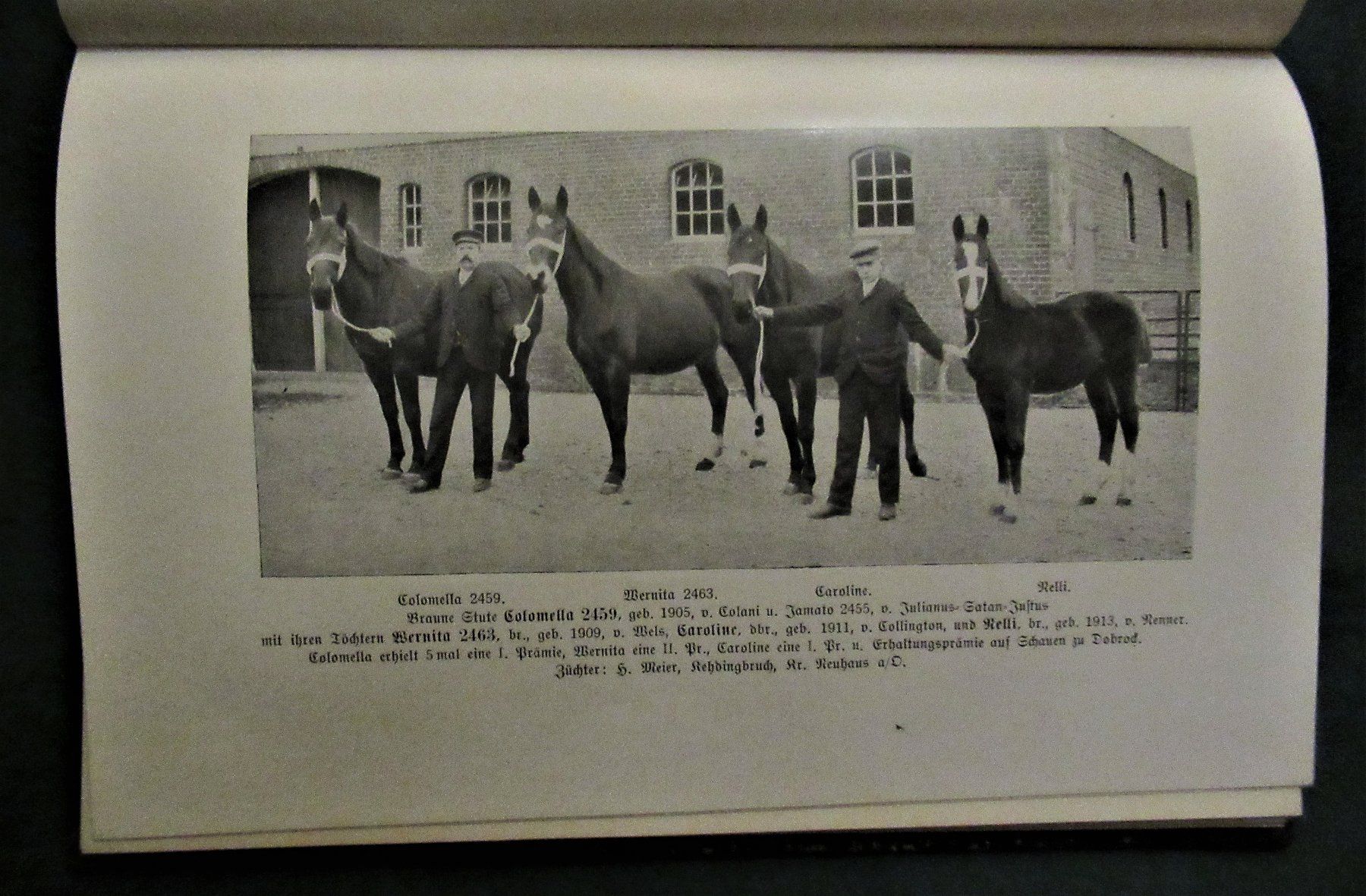 Bücher: * Pferde Pferdezucht  Hannoveraner  Reiten – Gebraucht aus hedingen von kurattli01 2