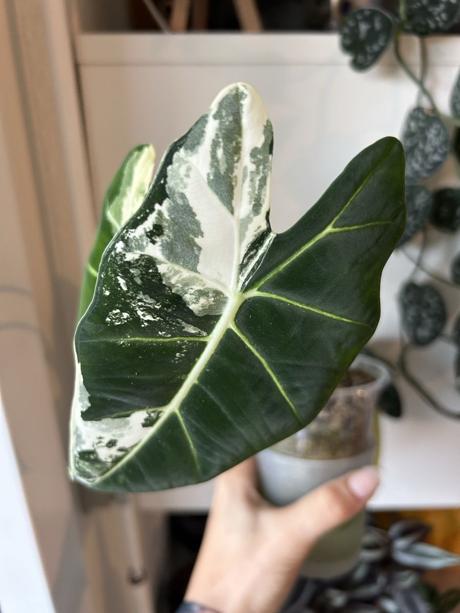 Piante & sementi: Alocasia Frydek Variegata – Nuovo e nell'imballaggio originale da Küssnacht am Rigi venduto da ariane281997