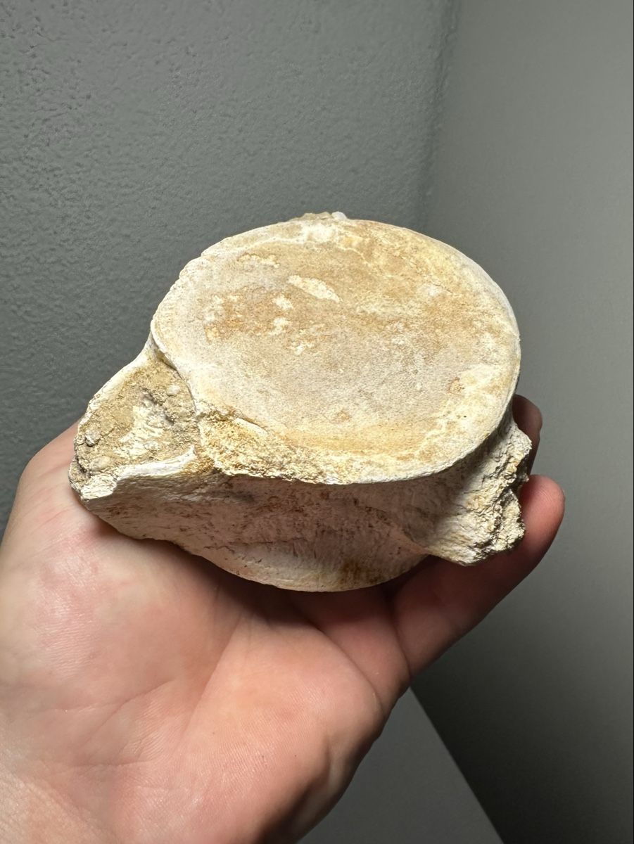Fossili: Grosser fossiler Plesiosaurus Wirbelknochen – Usato da Lutzenberg venduto da CS65 5