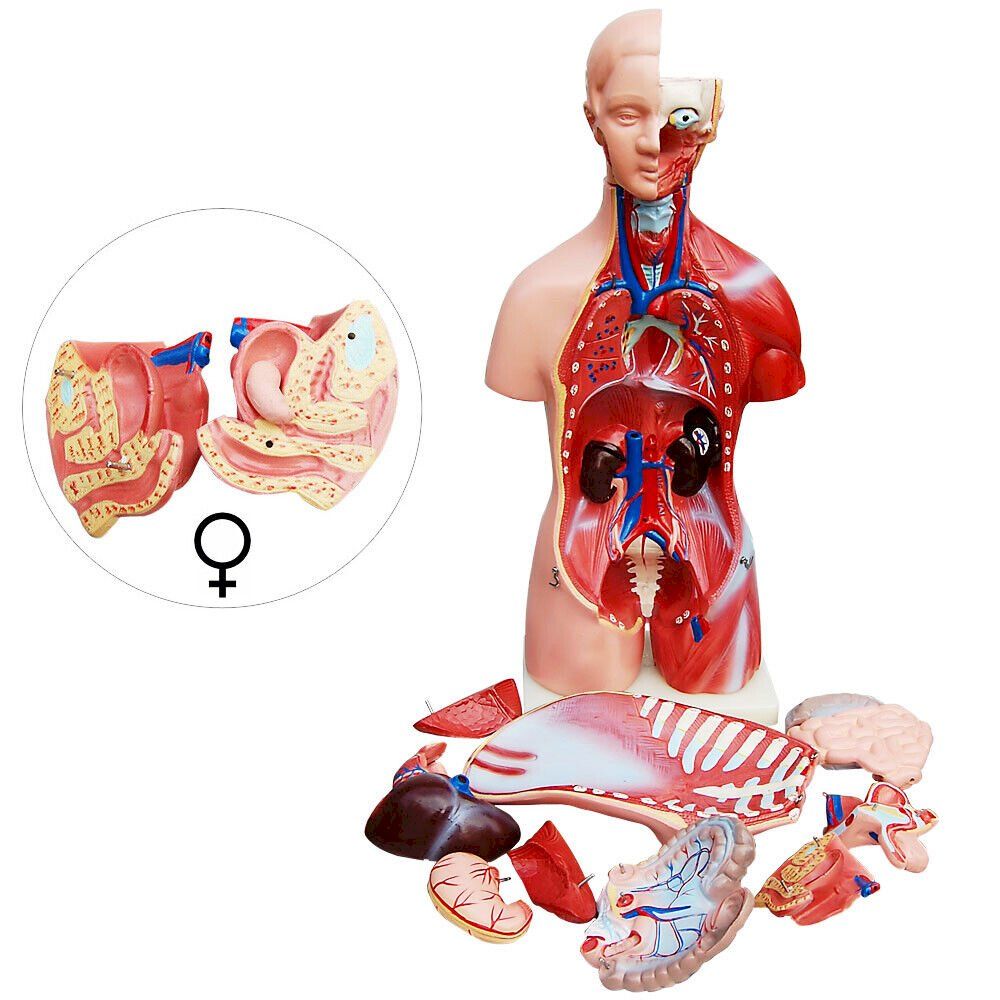 Tecnologia medica: Anatomie Körper mit Organe 45 cm – Nuovo e nell'imballaggio originale da Bottighofen venduto da zaap 1
