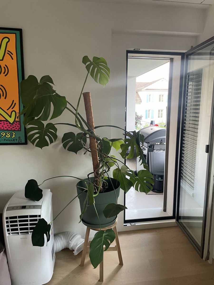 Piante & sementi: Monstera Deliciosa Plant  – Usato da Rüschlikon venduto da IDOULA 2