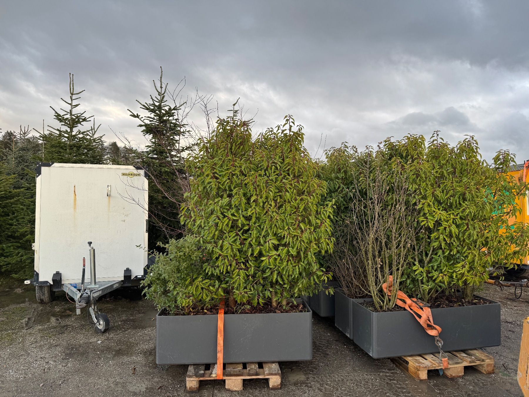 Eternit Vasi per fiori: Blumentröge Eternit anthrazit inkl. Bepflanzung – Usato da Giffers venduto da Mr.Dopeman 5