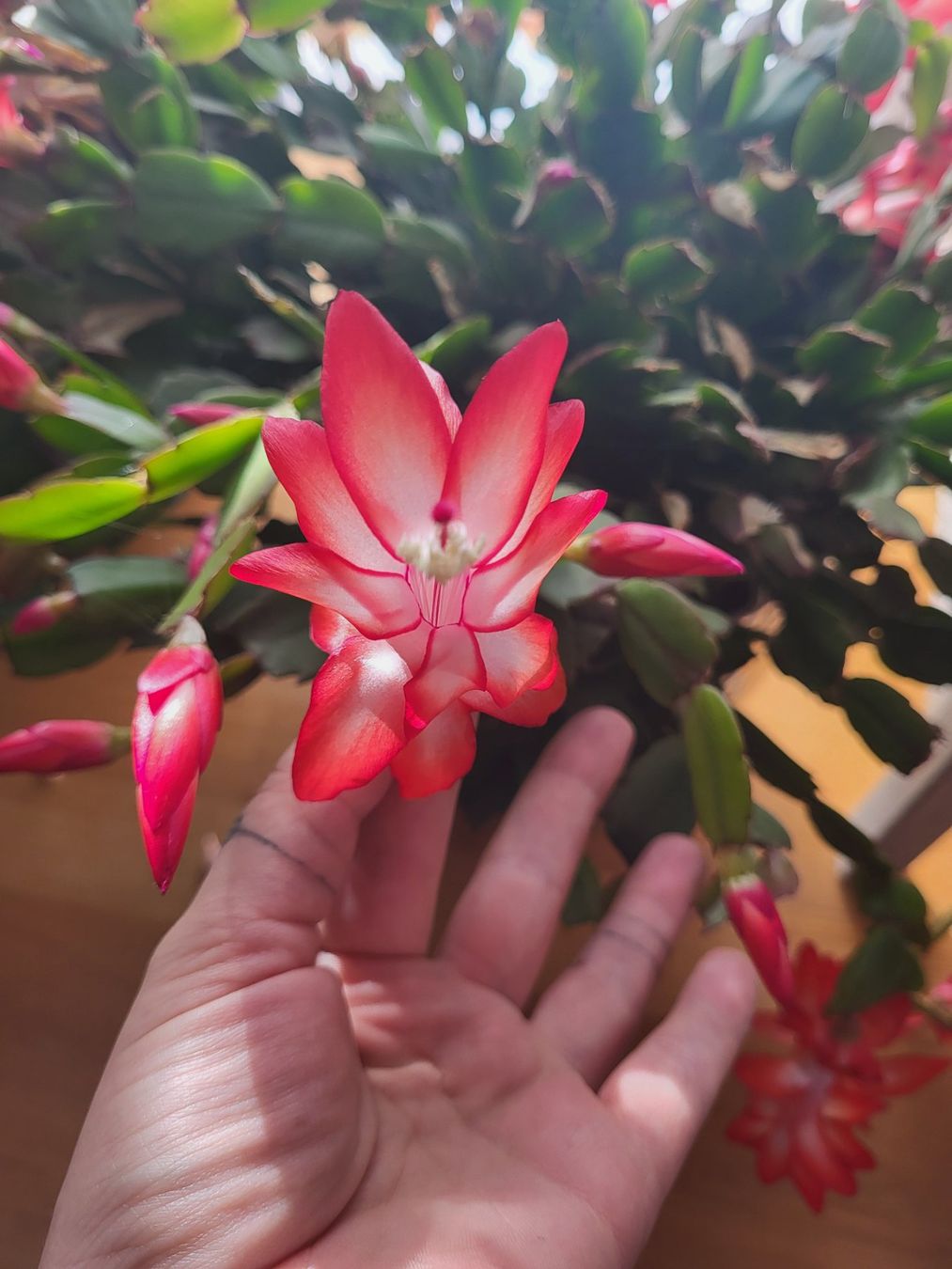 Piante & sementi: Boutures de Schlumbergera / cactus de Noël – Nuovo (secondo la descrizione) da Ursy venduto da Tchoupitchou