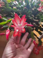 Boutures de Schlumbergera / cactus de Noël