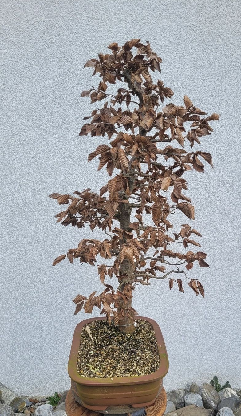 Piante & sementi: Hainbuche Bonsai – Nuovo (secondo la descrizione) da Fehraltorf venduto da 100_Konzert 5