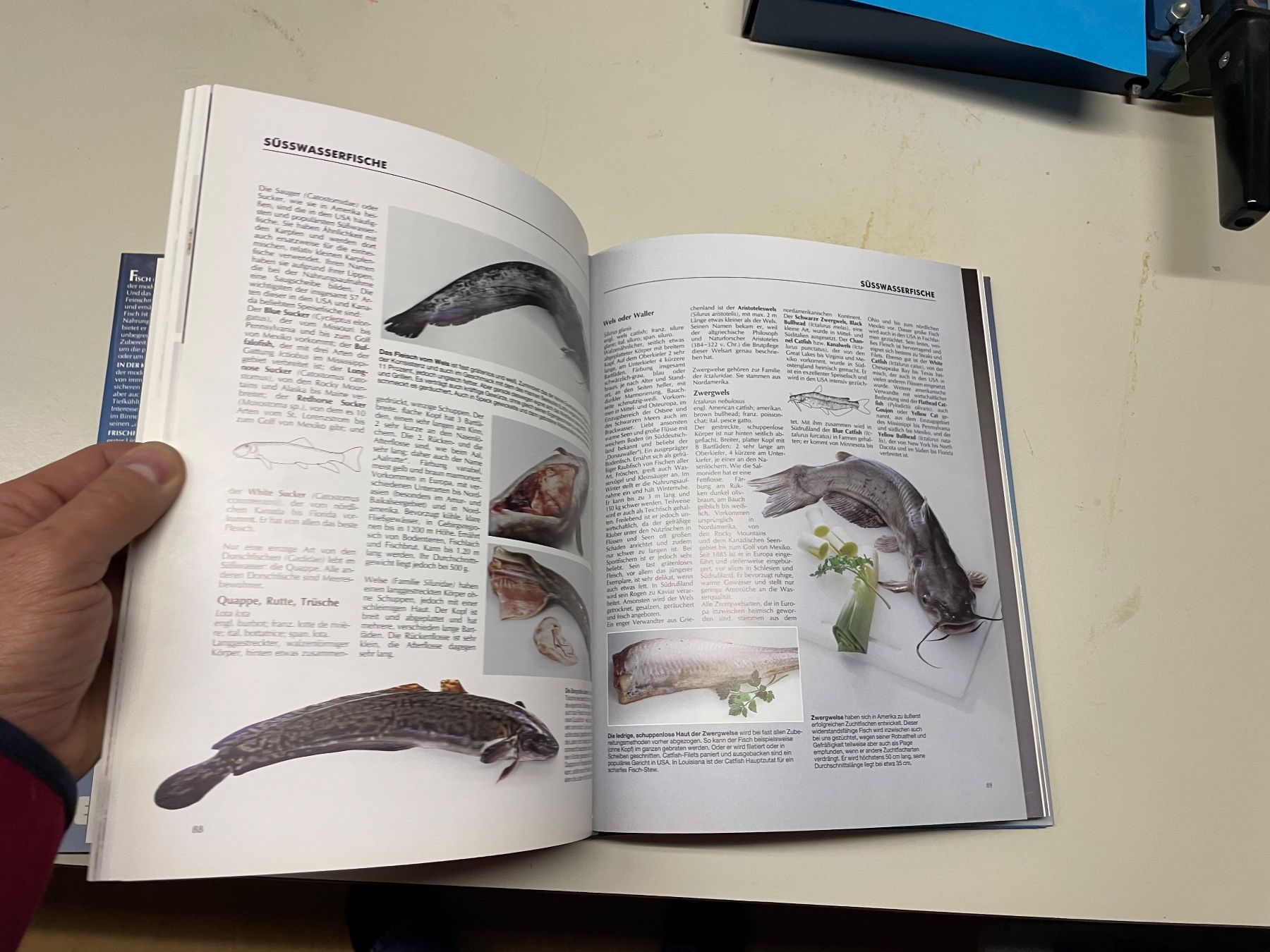 Libri: Tolles Fischbuch neuwertig – Nuovo e nell'imballaggio originale da Winterthur venduto da sportdisco2 6