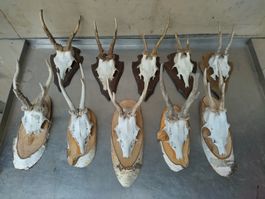 10 Rehbock-Trophäen Gehörne auf Brett Deko Jagd