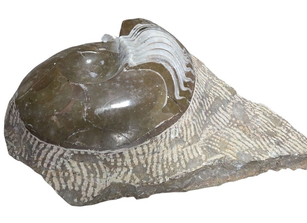 Fossilien: Fossile Ammonite – Gebraucht aus Vernier von 19pigments 1