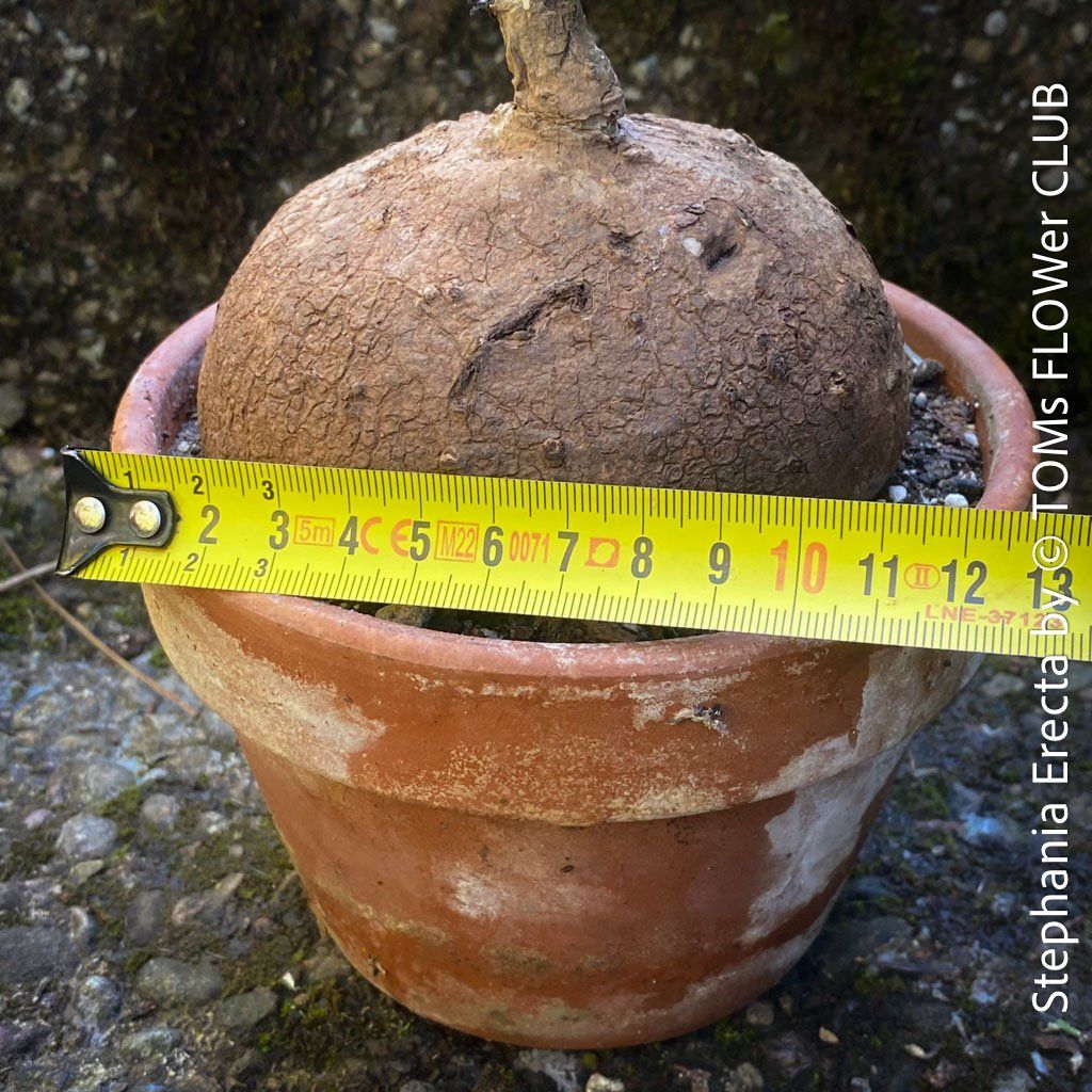 Piante & sementi: Stephania Erecta - einzigartige ⌀11cm Caudex - Pflanze – Nuovo e nell'imballaggio originale da Adliswil venduto da TAKEYOURPLANT 2