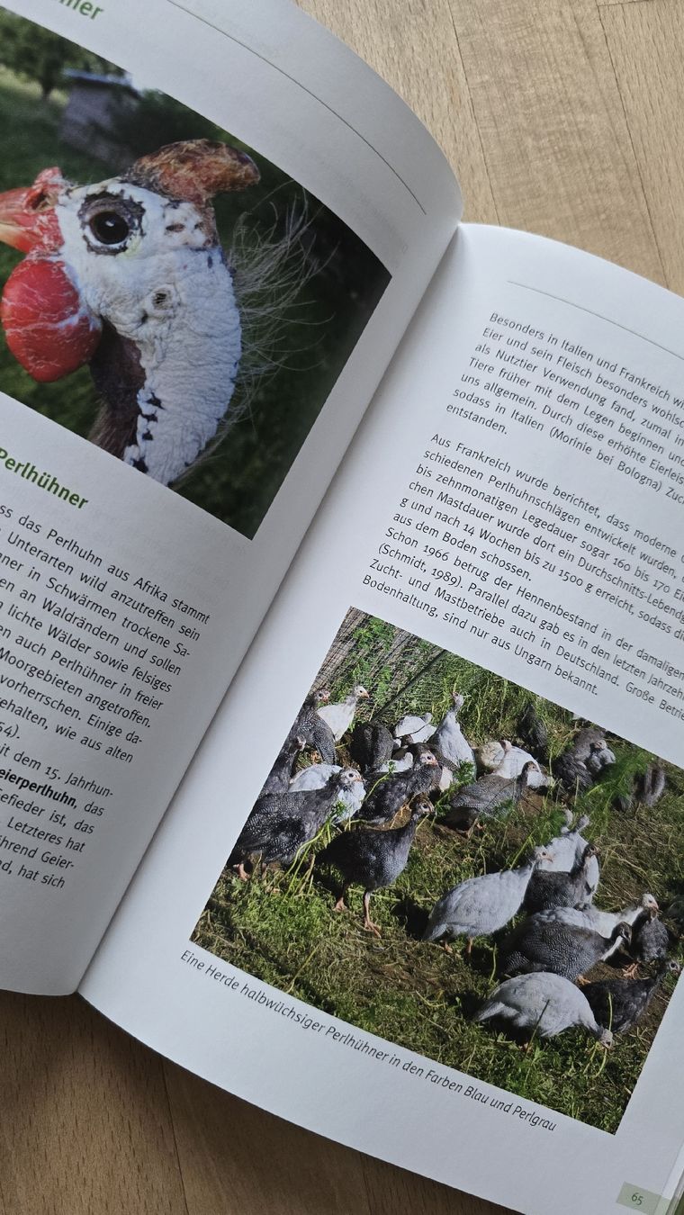 Libri: Puten, Perlhühner und Pfauen halten – Nuovo (secondo la descrizione) da Rüthi (Rheintal) venduto da Sinhue 3