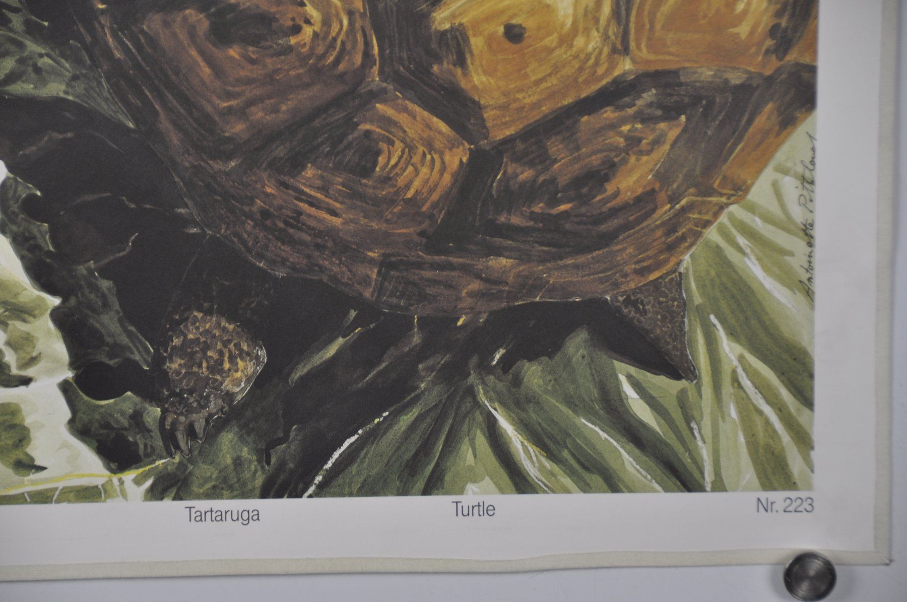 Poster & Bilder: Schulwandbild "Schildkröte" Ant. Pitteloud – Gebraucht aus Härkingen von sammelbecken 2
