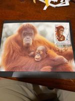 Orang-outan Indonésie timbre, carte postale rare!