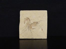 Versteinerter Fisch Fossil SHRIMPS - CARPOPENAEUS - LIBANON