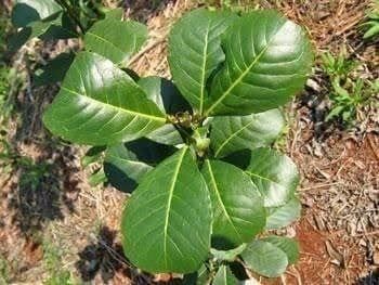 Piante & sementi: Herbe a Maté - ILEX PARAGUARIENSIS 15g – Nuovo (secondo la descrizione) da Bremblens venduto da FIBONACCI369 1