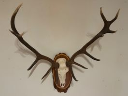 Hirschgeweih, Hirschtrophäe mit oder ohne Brett