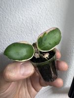 Hoya incurvula 'Palta' albomarginata