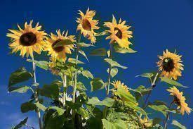 Piante & sementi: Sonnenblumen, 30 Samen – Nuovo (secondo la descrizione) da Eschen venduto da Saemereien24