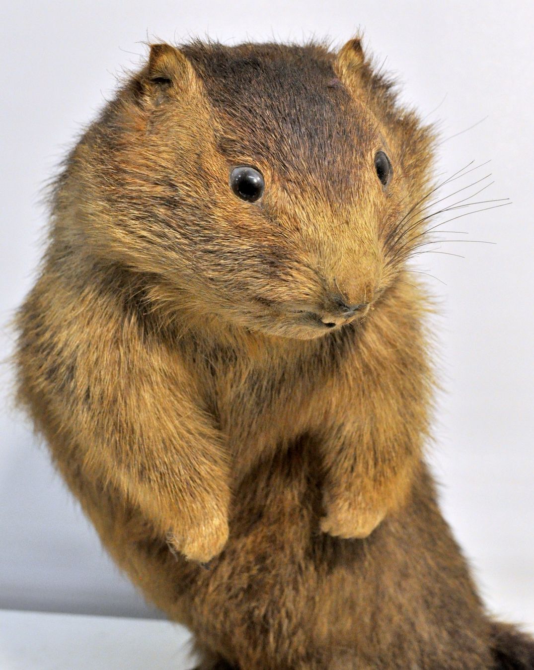 Monde des animaux: Marmotte naturalisée – D'occasion à Neuchâtel par Neuchatel 4