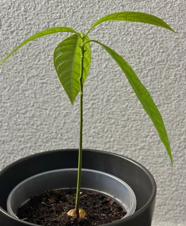 Bio Avocado Pflanze 30 cm Kaufen auf Ricardo