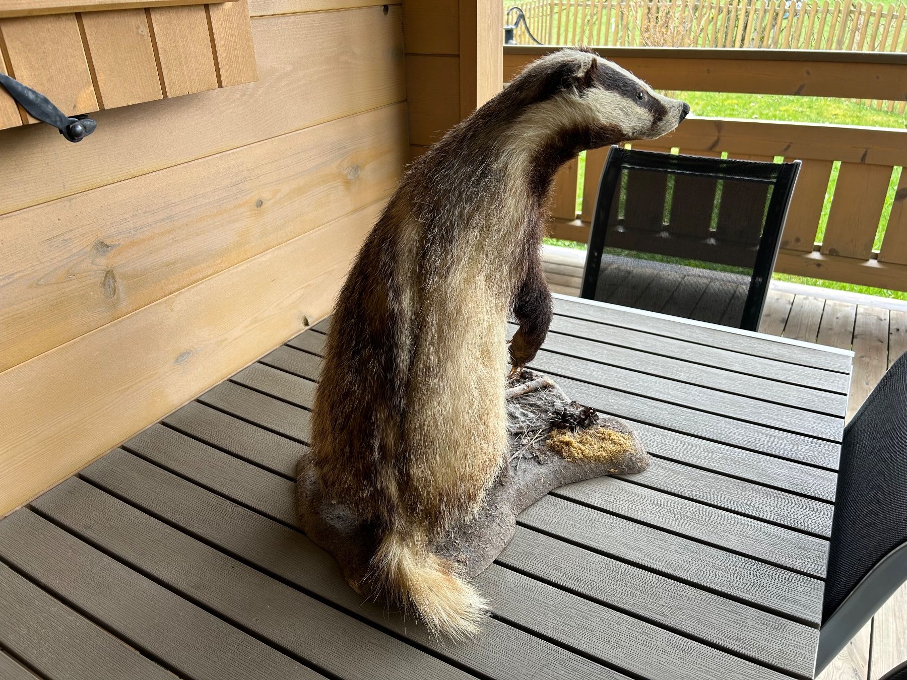 Welt der Tiere: Dachs Ausgestopft – Gebraucht aus Les Pontins von Brumm01