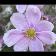 Profile image of iris_b_u