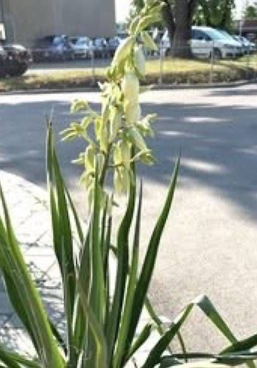 Pflanzen & Samen: Winterharte Yucca  – Gebraucht aus Frauenfeld von Irene.Schuppli 4