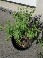 Goji autofertile, wolfberry, Lycium, Lycium barbarum