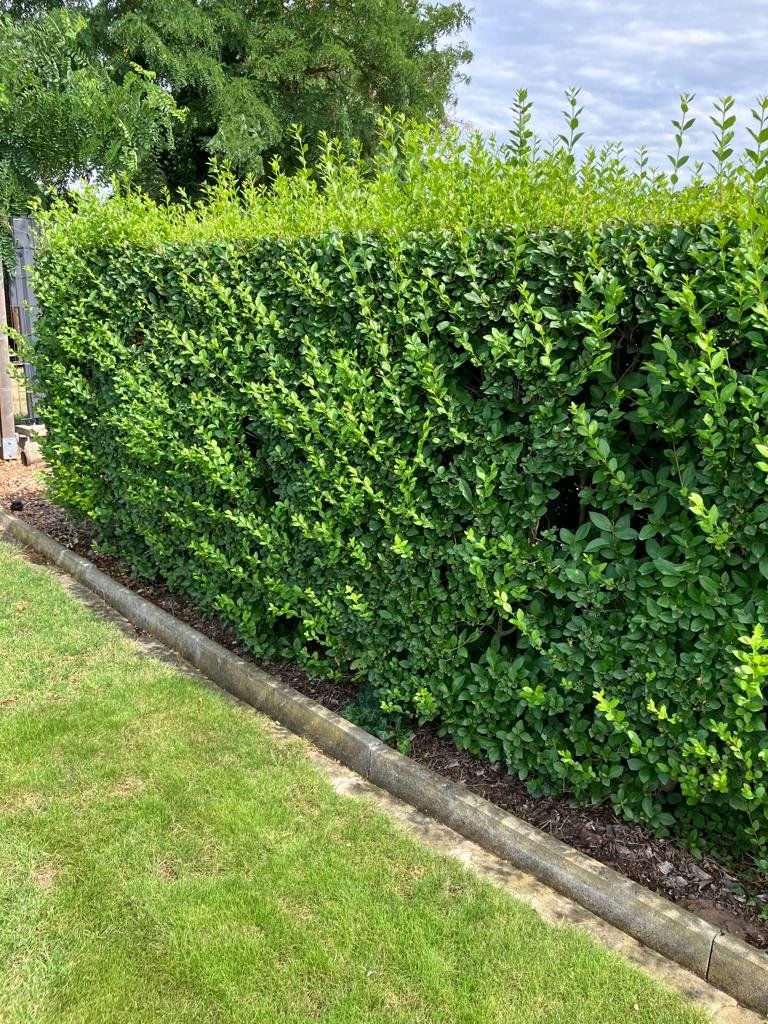 Piante & sementi: Ligustrum ovalifolium 60-80cm – Nuovo (secondo la descrizione) da Sursee venduto da pflugshaupt01 2