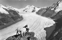 Eggishorn (VS) Aletschgletscher Ziegen